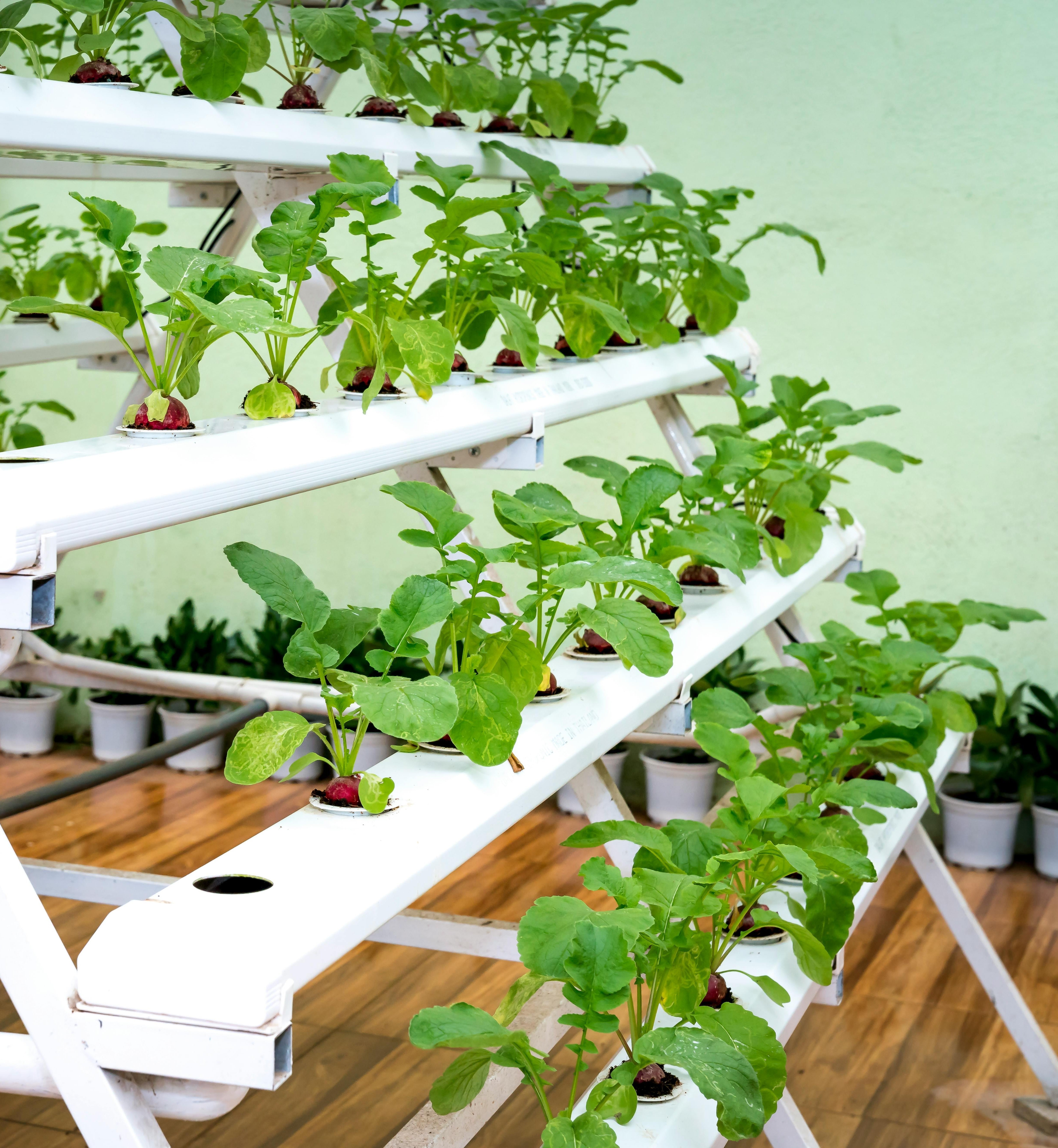 View of Hydroponic Gardening – VitalityIsGolden