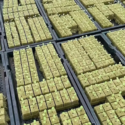 100/200/300 Green Seed Start Cube - Flexible, Textured Surface